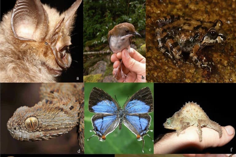 nuove specie africa c.jpg