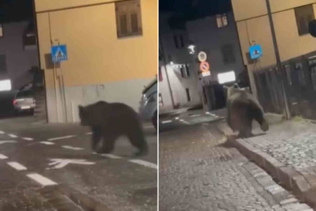 orso Male.jpg