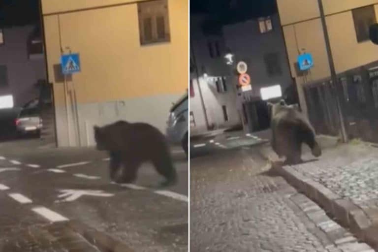 orso Male.jpg