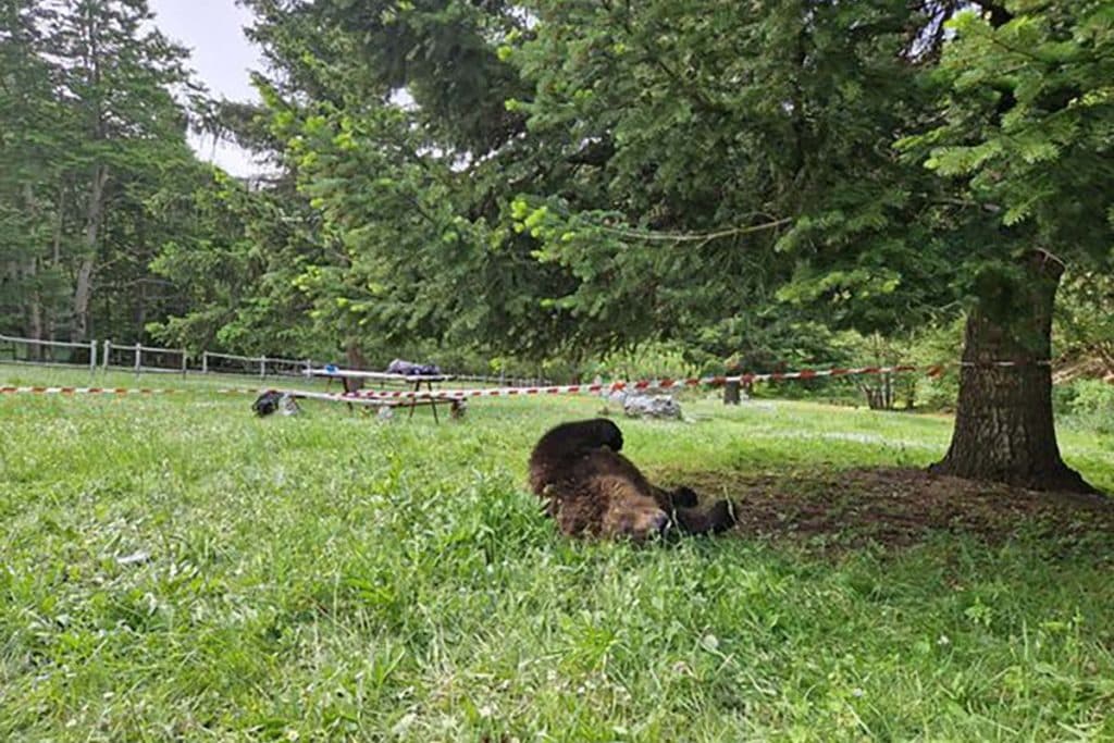 orso morto.jpg