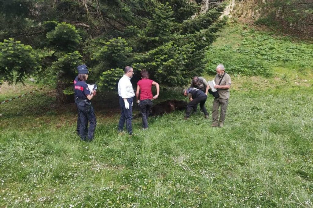 orso morto parco abruzzo.jpg