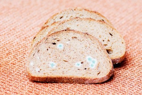 pane ammufit 500x334.jpg