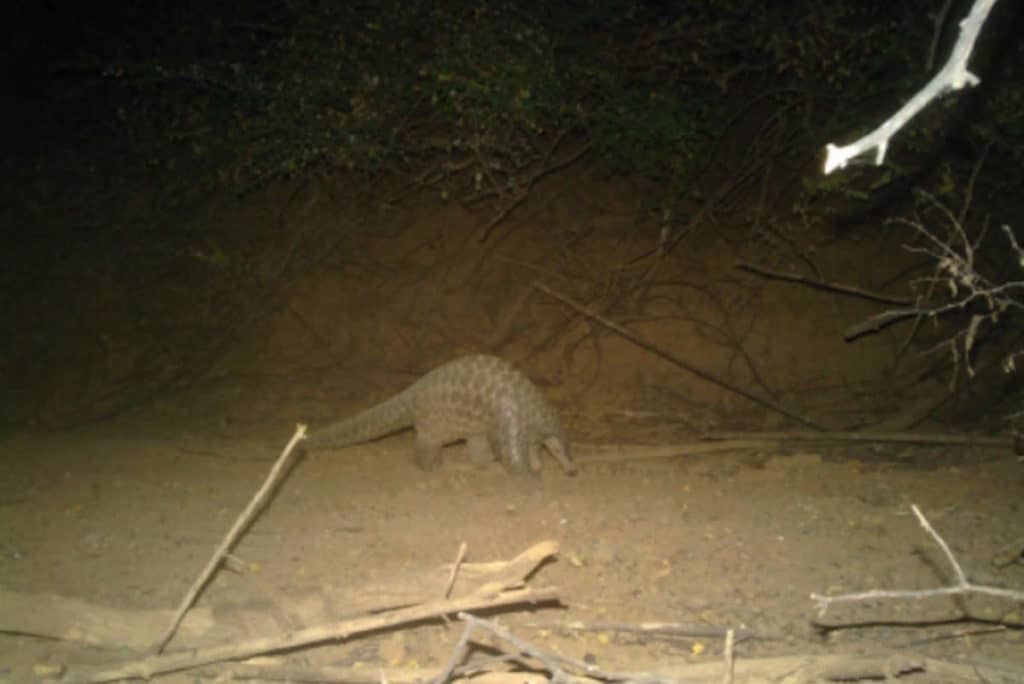 pangolino 1.jpg