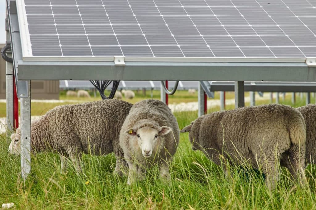 parco agrivoltaico pecore.jpg