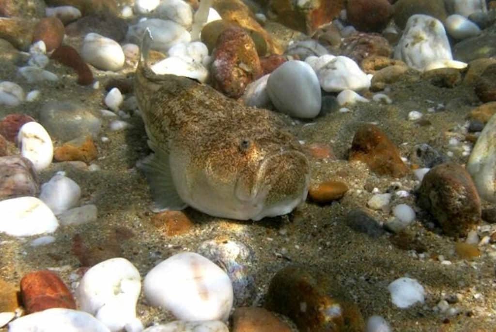 pesce prete.jpg
