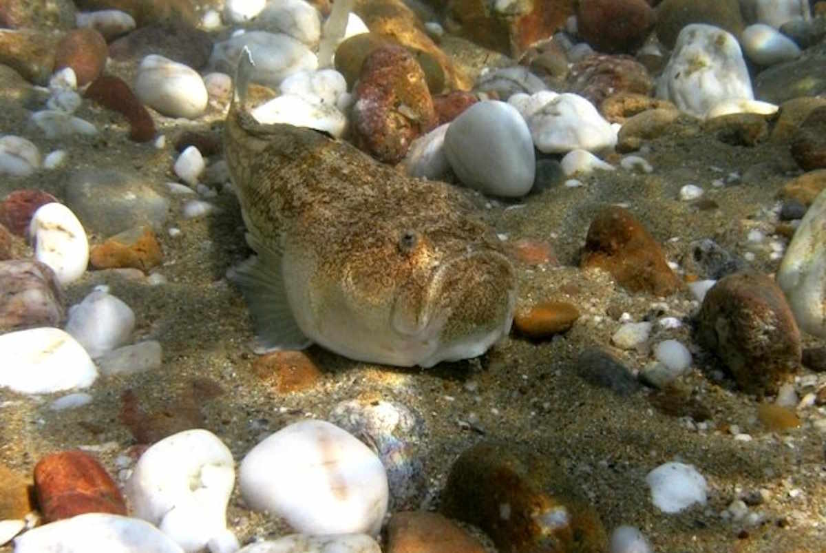 pesce prete.jpg