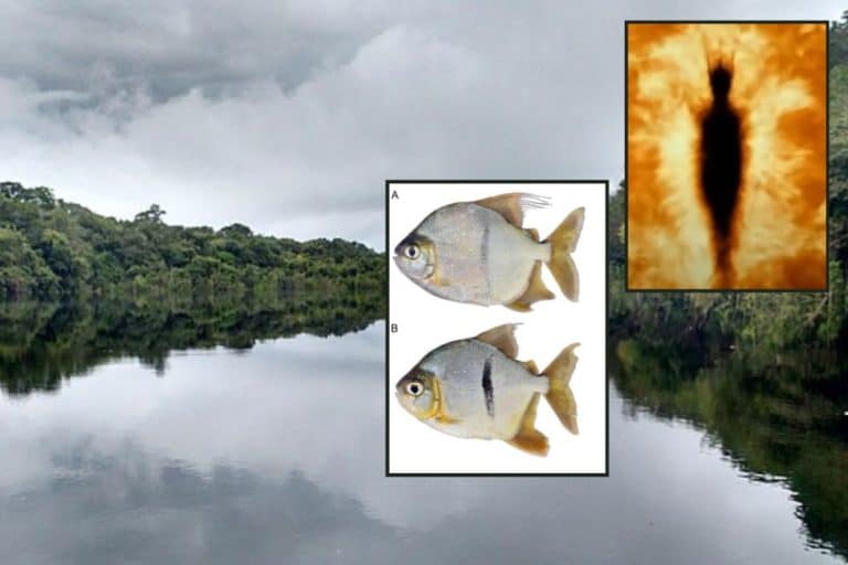 pesce sauron.jpg