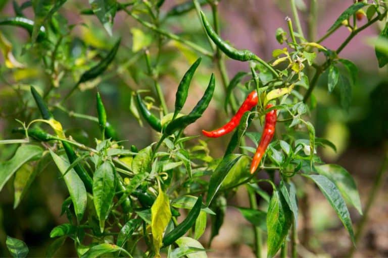 pianta di peperoncino.jpg
