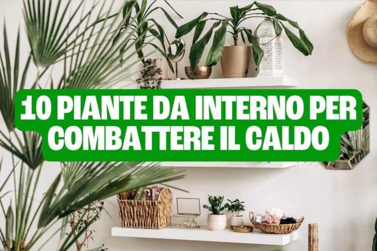 piante caldo.jpg