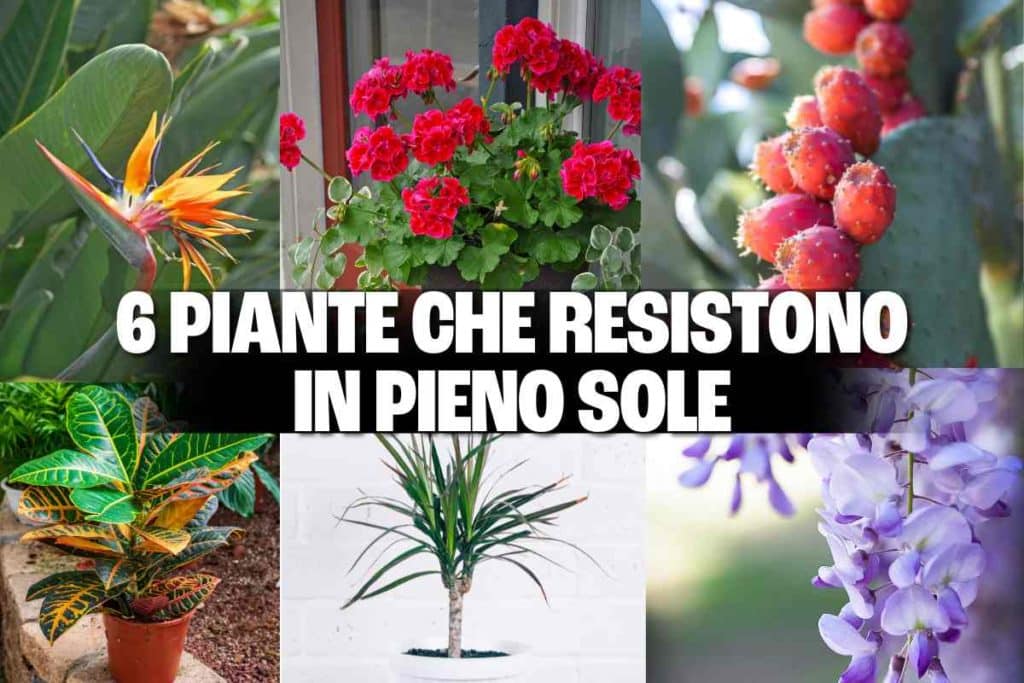 piante pieno sole.jpg