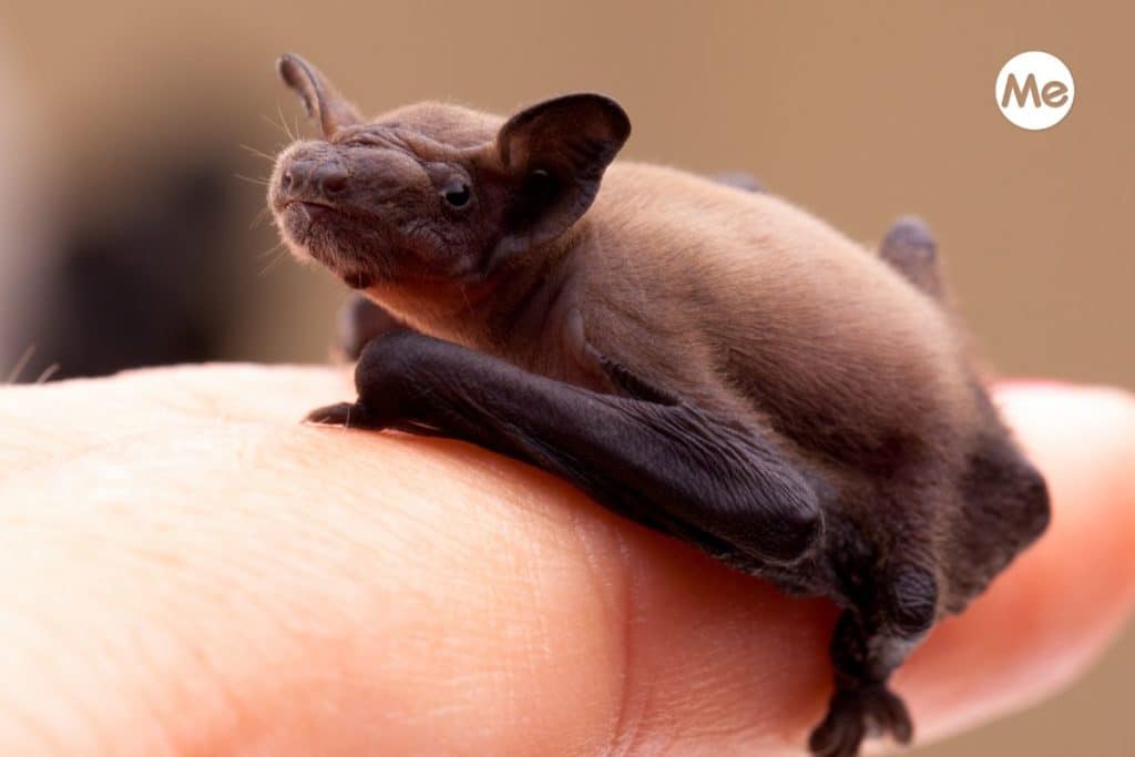 pipistrello ferito.jpg