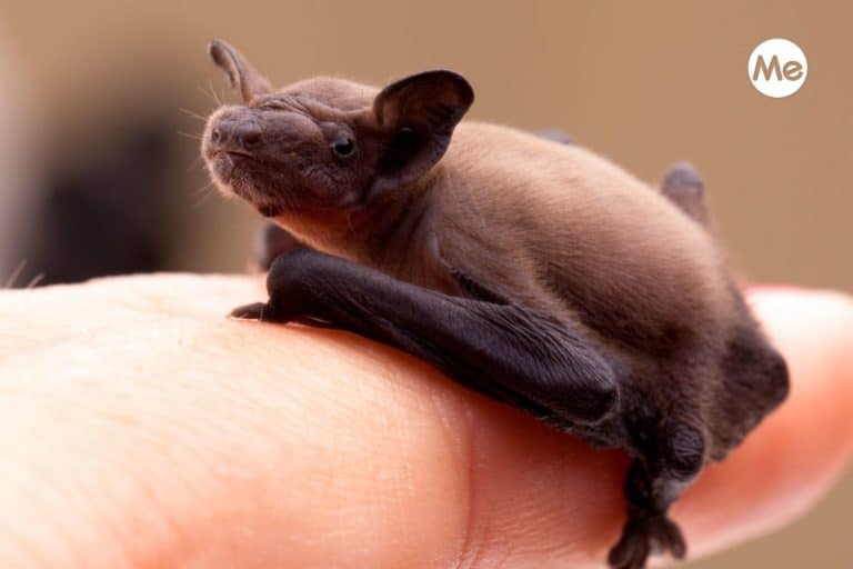 Pipistrelli, niente panico! Cosa fare (e NON fare) se ne trovi uno in difficoltà (soprattutto di giorno) 8 pipistrello ferito.jpg