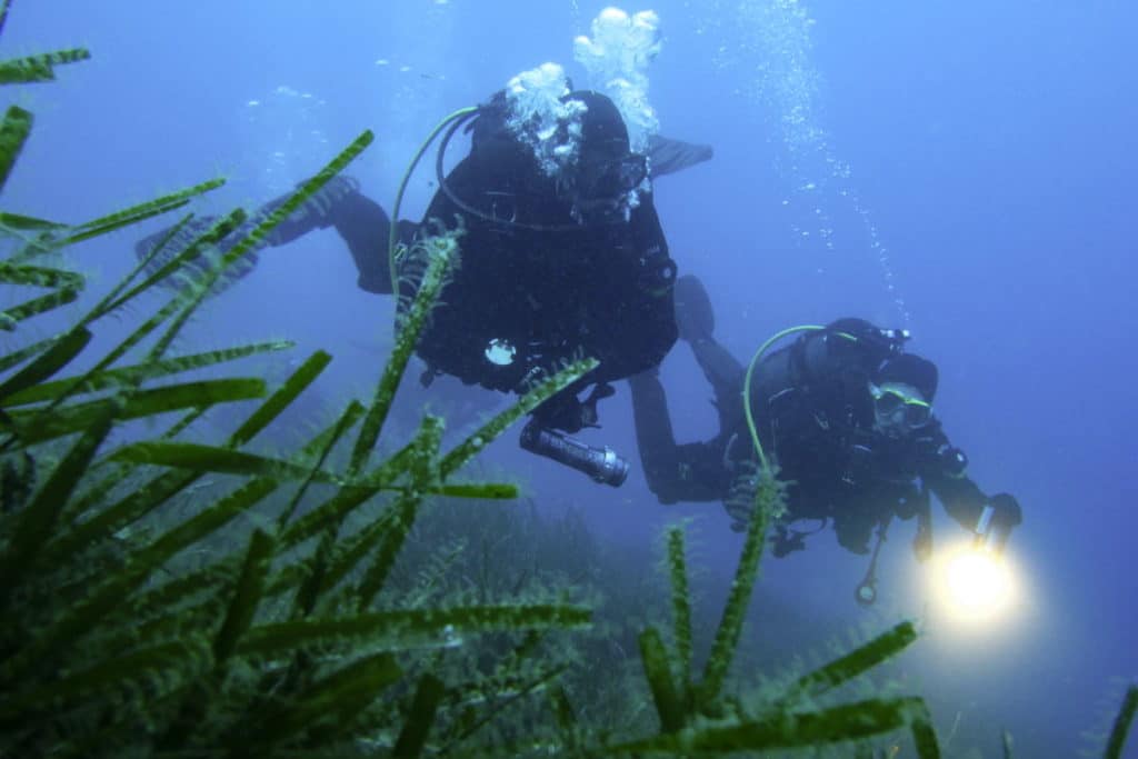 posidonia coop.jpg