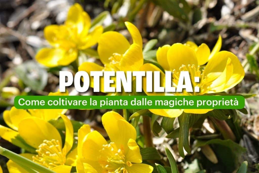 potentilla.jpg