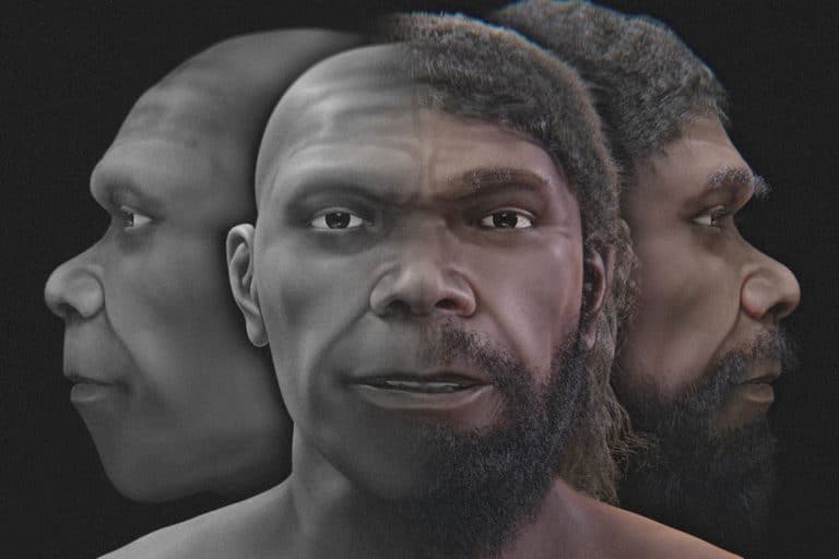 primo homo sapiens volto.jpg
