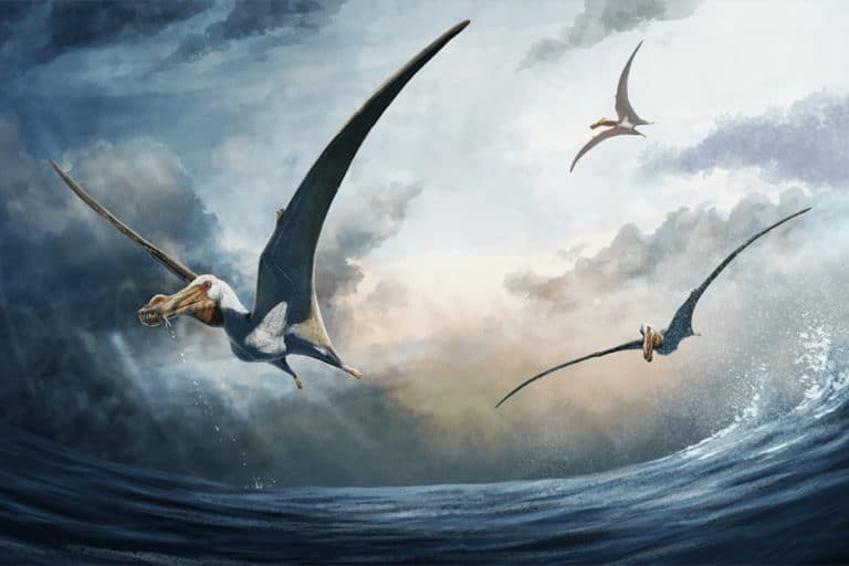 pterosauro nuova specie australia.jpg