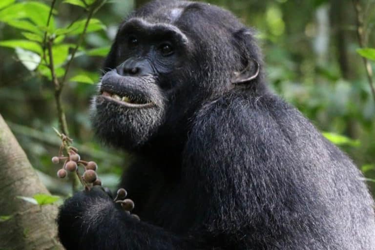 scimpanze automedicazione.jpg