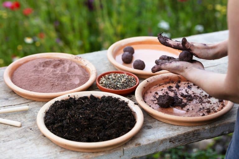 seed bombs.jpg