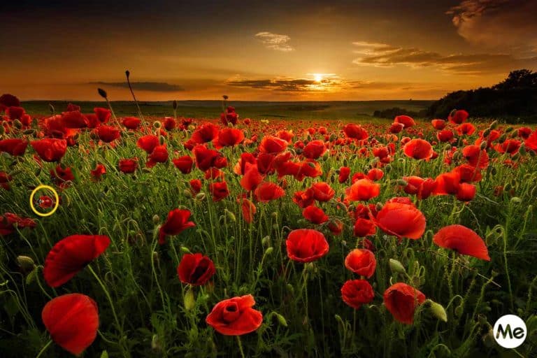 Papavero: come coltivarlo e come consumarlo, tutto quello che devi sapere sul fiore rosso simbolo della Resistenza 8 sfida papaveri soluzione.jpg