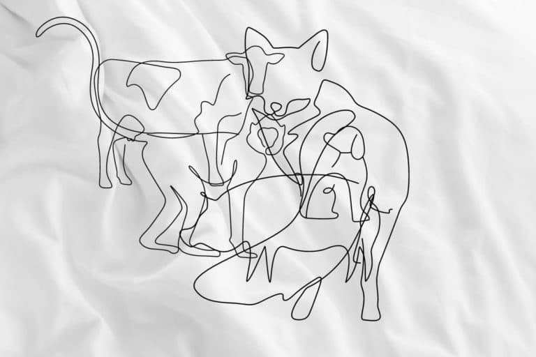 sfida visiva animali.jpg