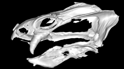 skull of the gordonia traquairi 500x281.png
