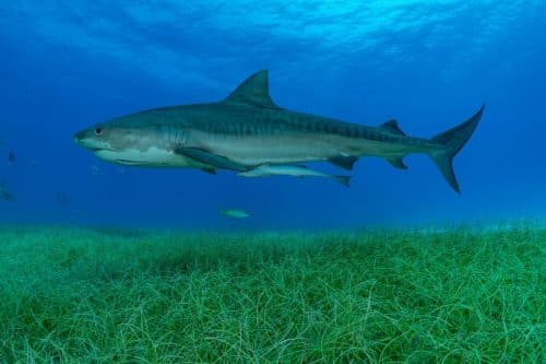 squali tigre foresta sottomarina 500x333.jpg