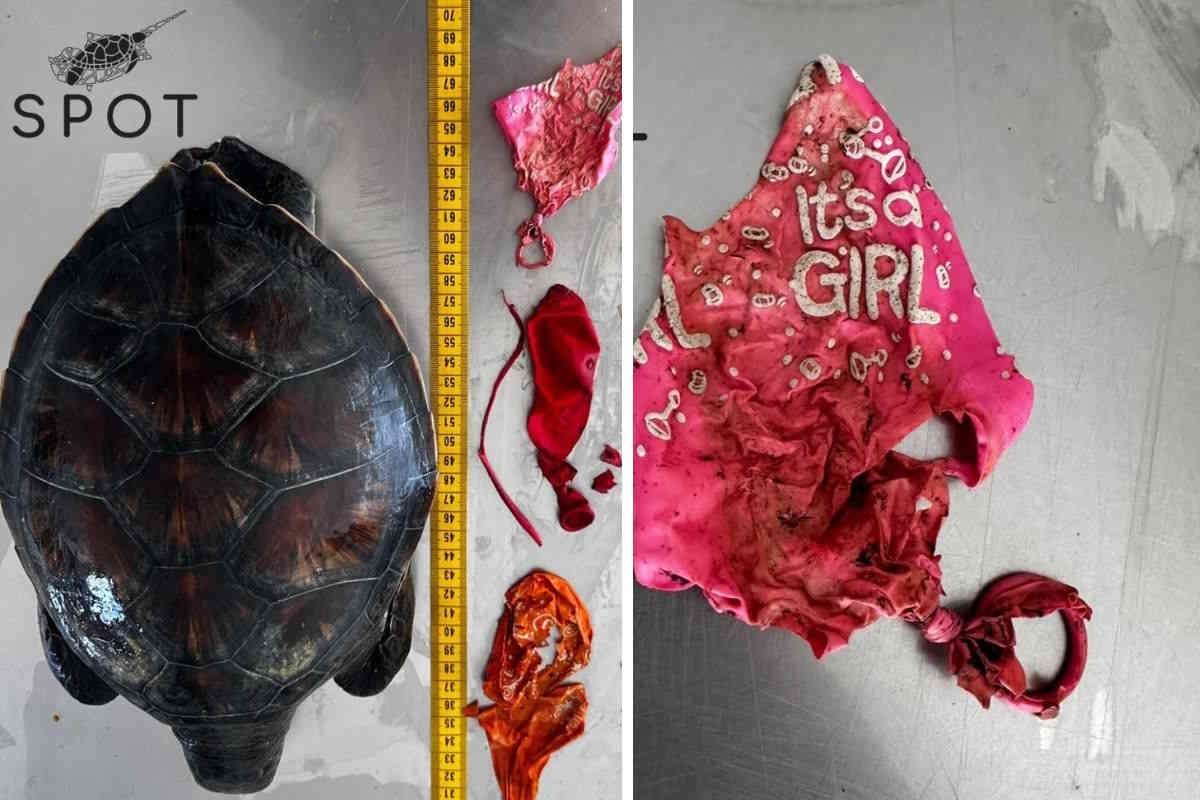 Giovane tartaruga marina con 3 diversi palloncini di plastica nell’apparato digerente (è ora di vietarli!) 1 tartaruga palloncini.jpg
