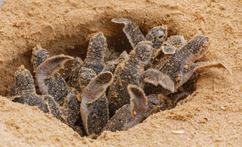 tartarughe marine schusa.jpg