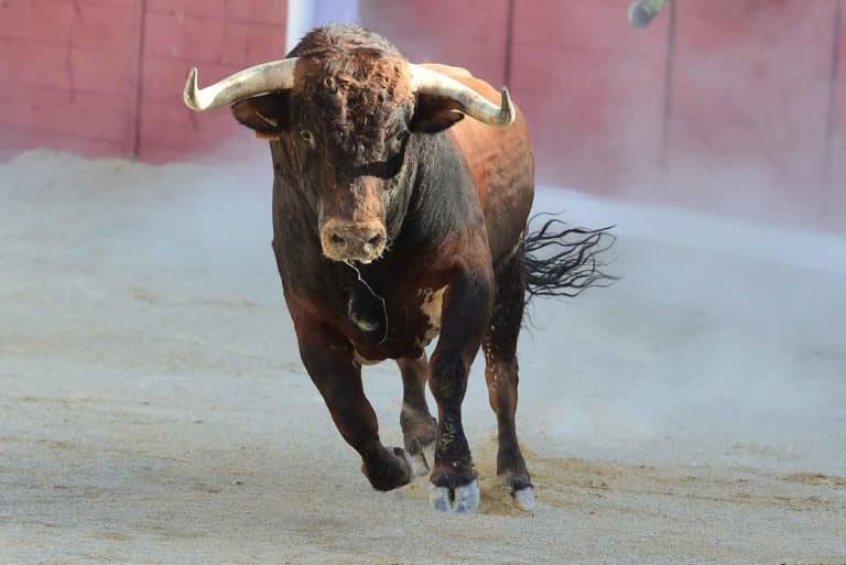 toro corrida spagna.jpg