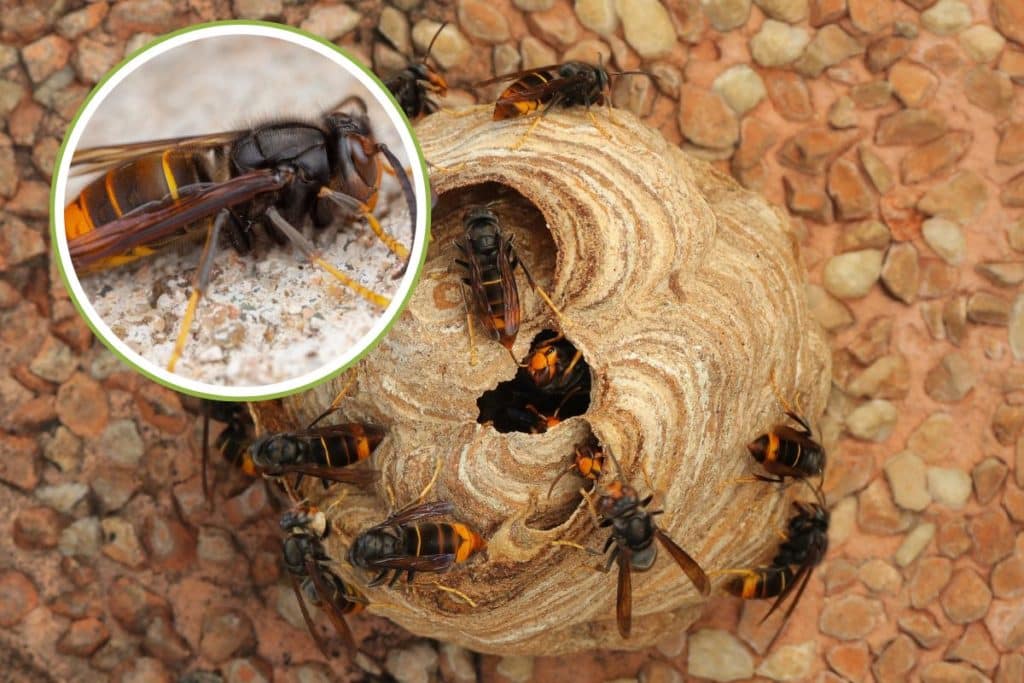 vespa velutina.jpg