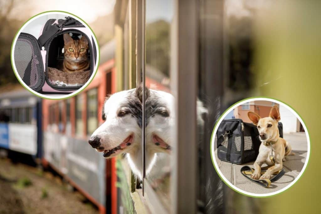 viaggiare treno cani e gatti.jpg