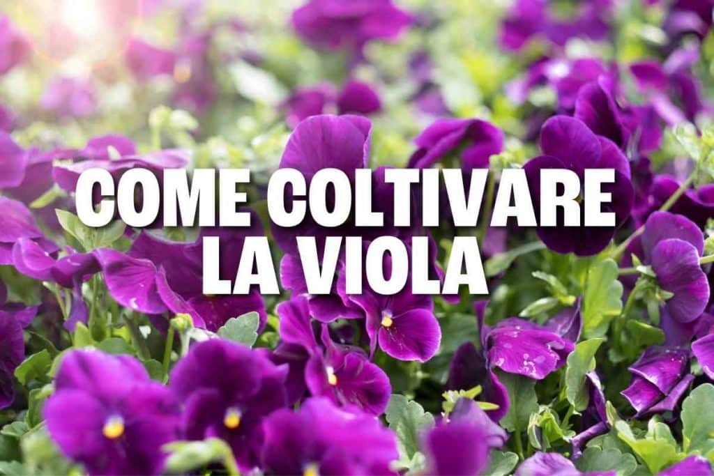 viola 1.jpg