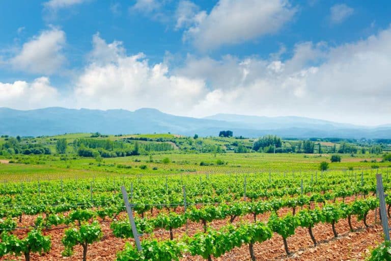 viti el bierzo leon.jpg