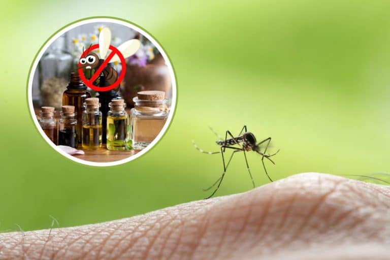 zanzare oli essenziali.jpg