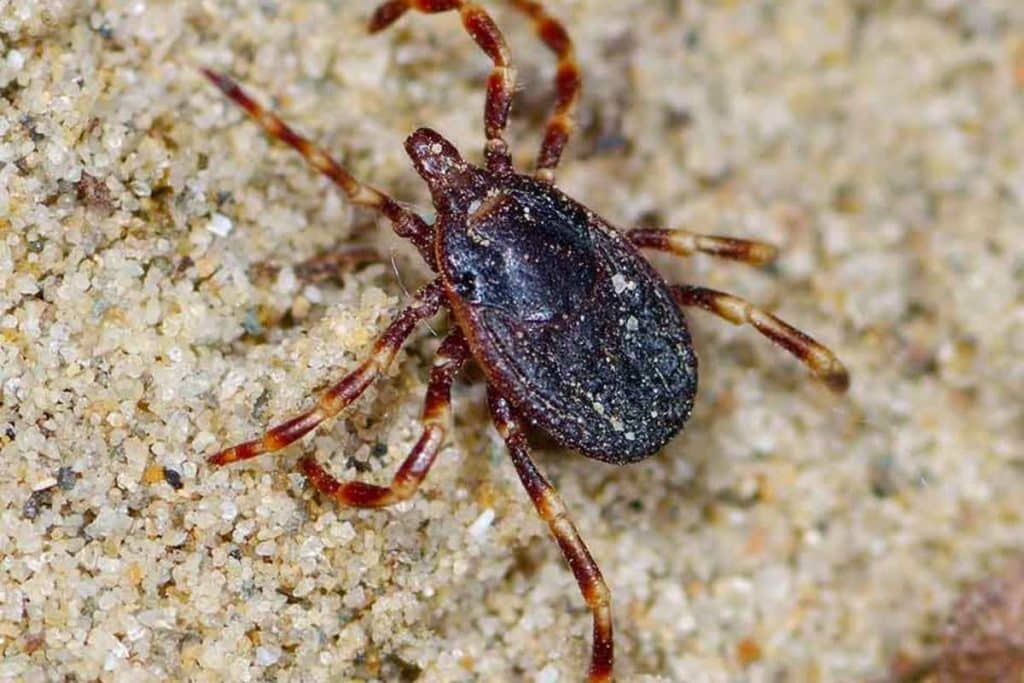 zecca marginata.jpg
