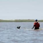 2024 06 28 IFAW dolphin stranding Wellfleet 0524.jpg