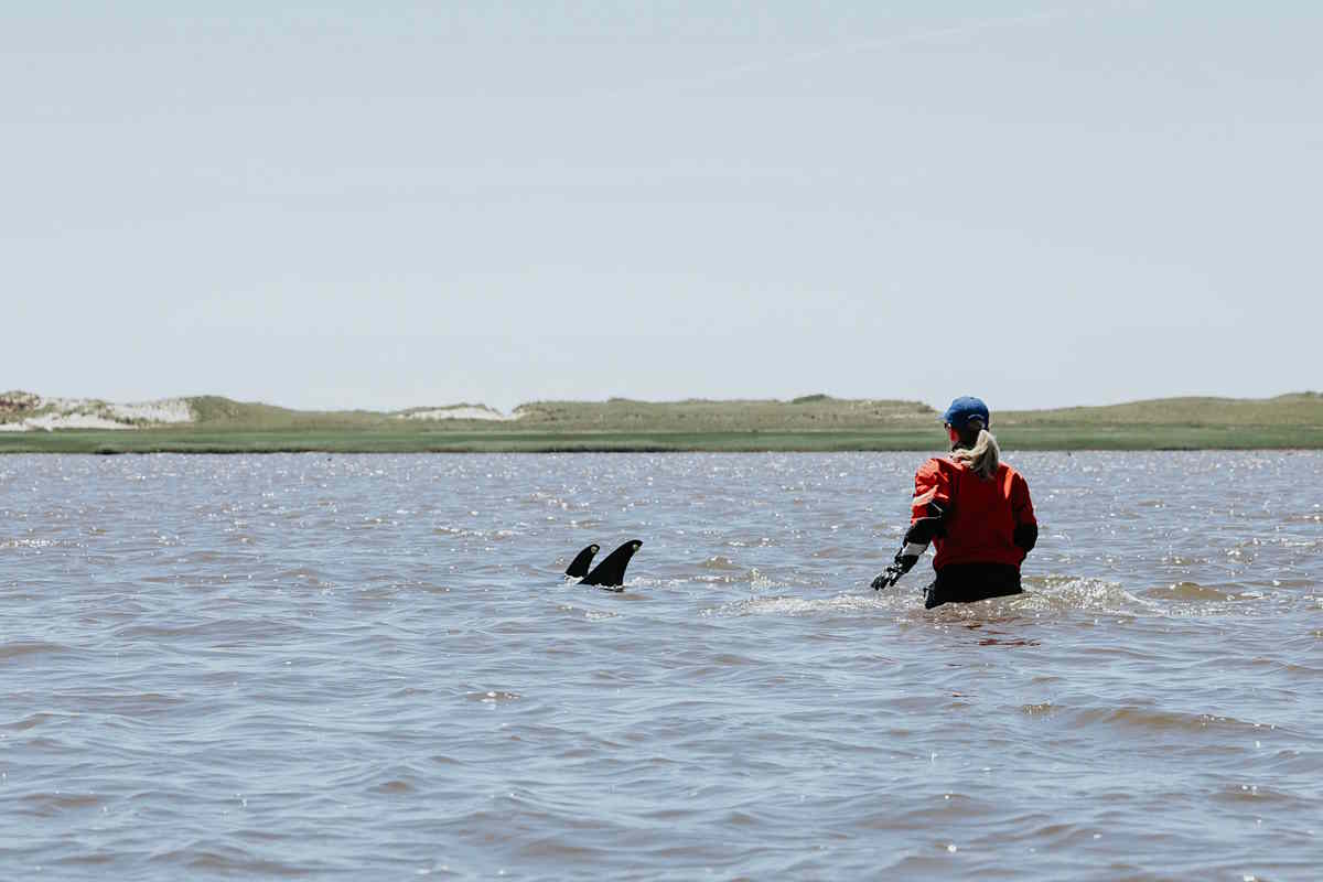 2024 06 28 IFAW dolphin stranding Wellfleet 0524.jpg