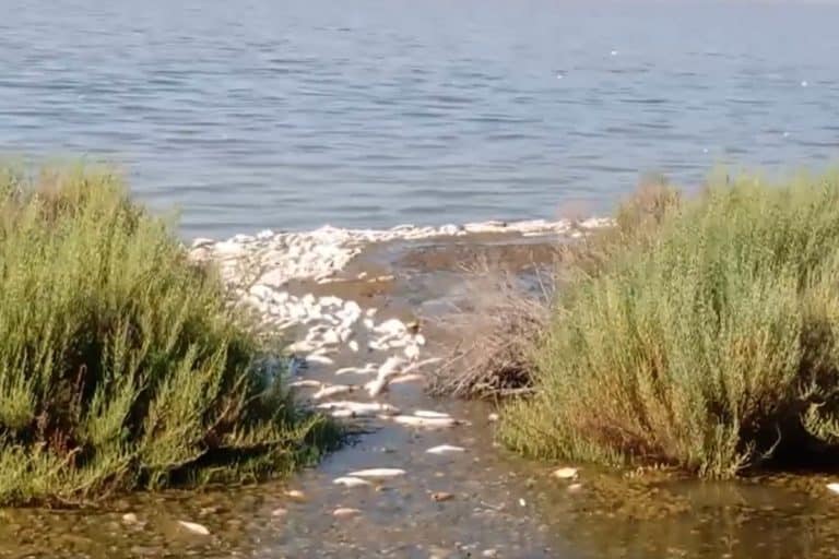 Laguna di Orbetello, situazione drammatica: distesa di pesci morti per il caldo, deserta la rinomata spiaggia di Feniglia 6 Ansedonia.jpg