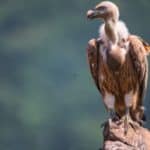 Avvoltoi estinzione India.jpg