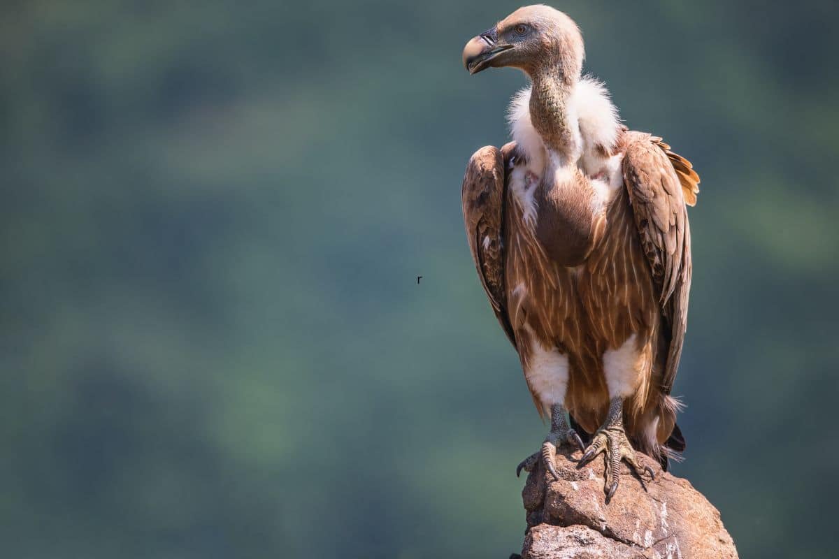 Avvoltoi estinzione India.jpg