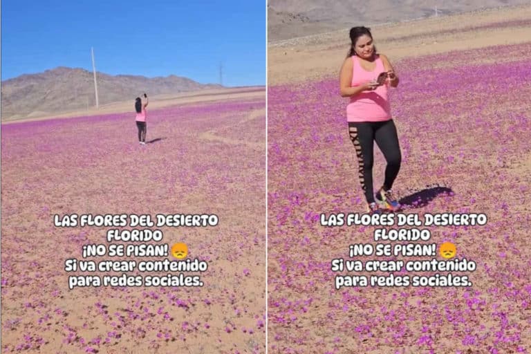Turisti calpestano la fioritura nel deserto di Atacama (per un pugno di like) 2 Calpestare fiori deserto.jpg