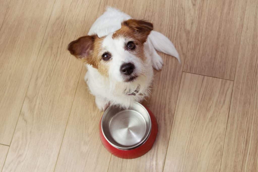 Cibo animali domestici carne coltivata.jpg