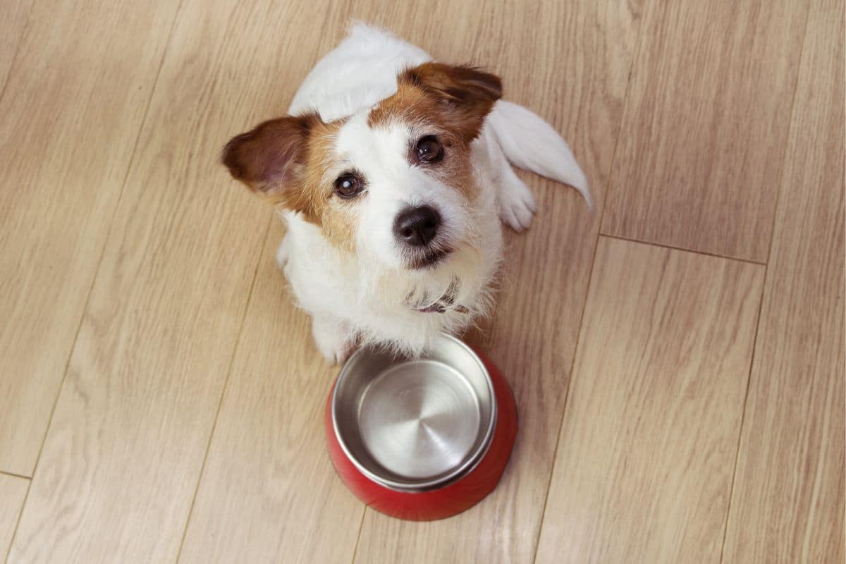 Cibo animali domestici carne coltivata.jpg