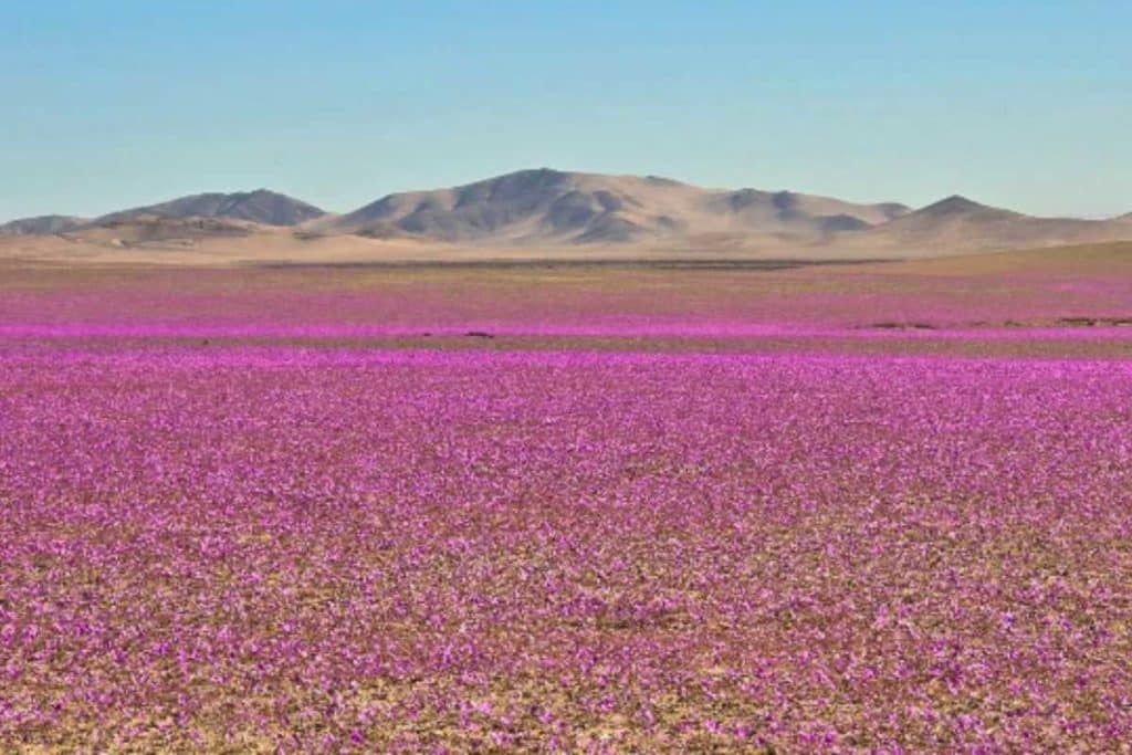 Deserto fiorito.jpg