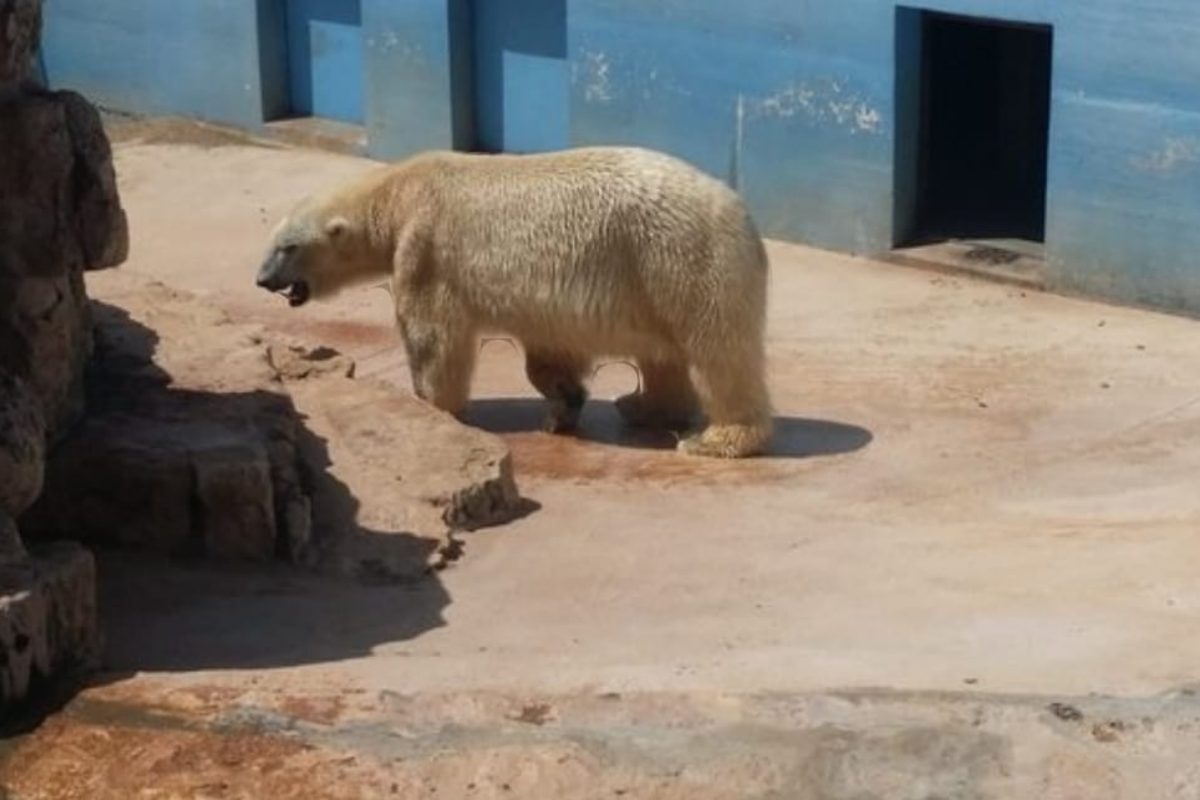 Fasano orso polare.jpg