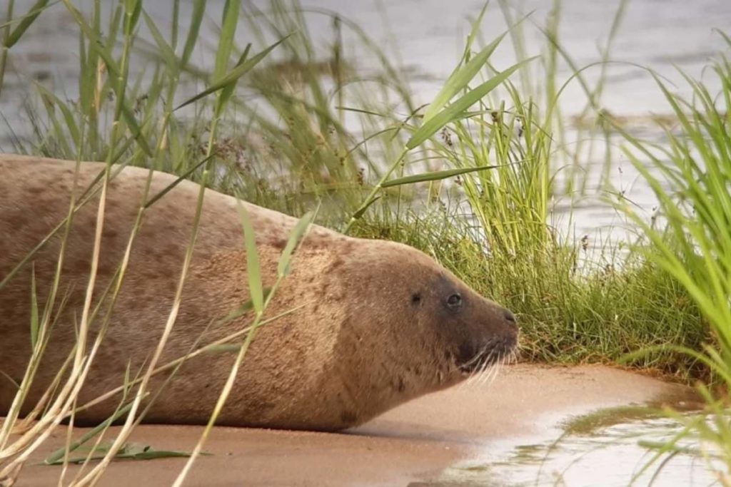 Foca.jpg