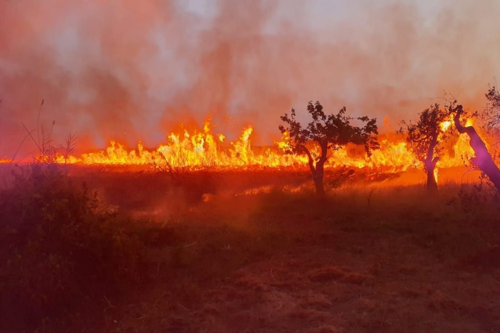 Incendio Le Cesine.jpg