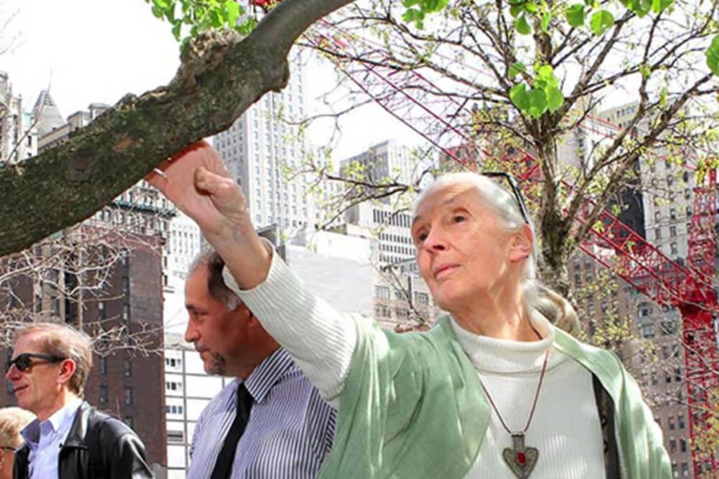 Jane Goodall Institute.jpg
