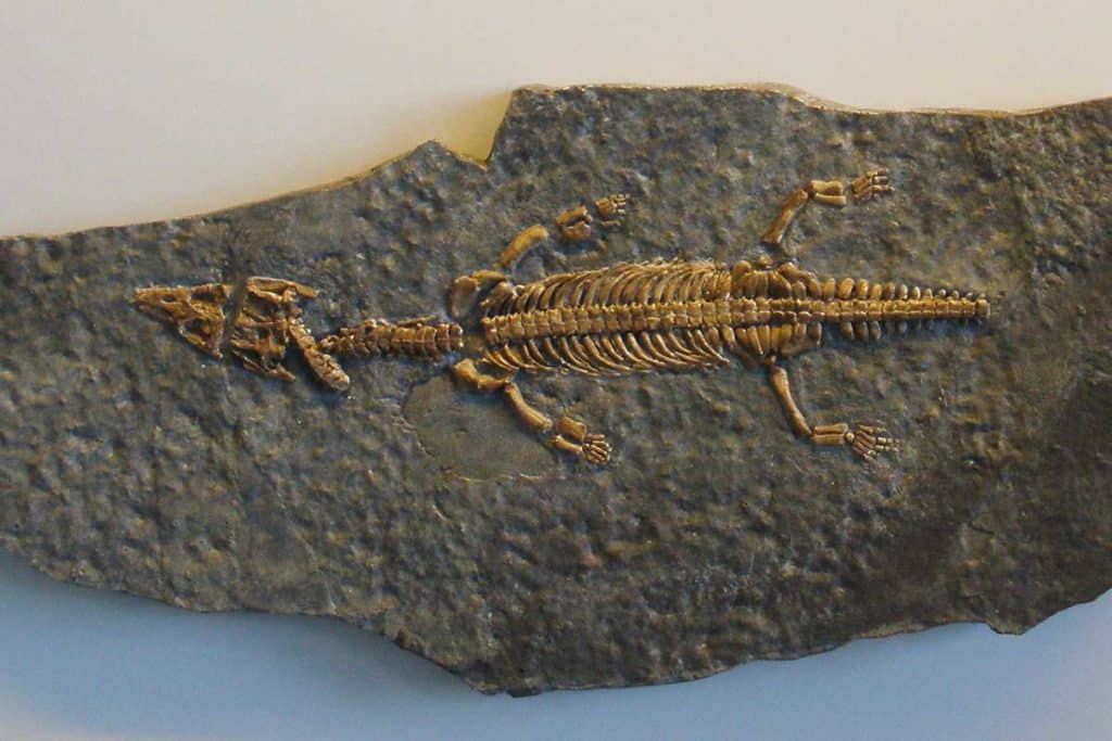 Lariosaurus.jpg