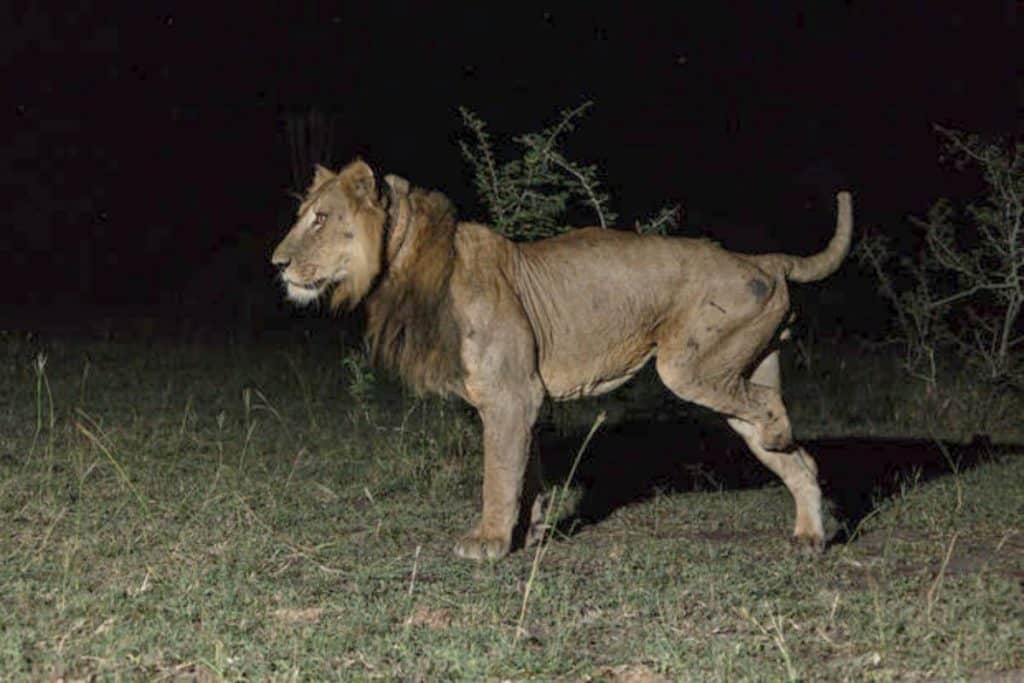 Leone amputato.jpg